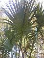 large fronds2